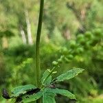 Actaea cimicifuga