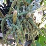 Aporocactus flagelliformis Leaf