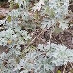 Artemisia absinthium Leaf