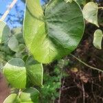 Ipomoea spathulata Hoja