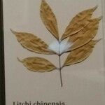 Litchi chinensis Leaf