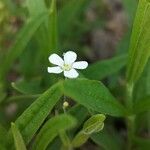 Moehringia lateriflora Цвят