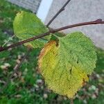 Populus × canescens Lapas