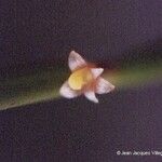 Ceratostylis subulata Λουλούδι