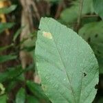 Dombeya punctata Hoja