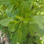 Phytolacca octandra Hoja