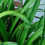 Agapanthus africanus Leaf
