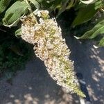 Buddleja albiflora Кветка