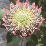 Protea cynaroides Õis