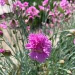 Dianthus plumariusFlor