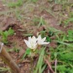 Nothoscordum gracile Flower