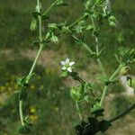 Arenaria serpyllifolia Blüte