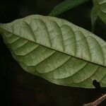 Vochysia tomentosa Leaf