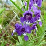 Angelonia biflora Květ