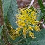 Lysimachia thyrsiflora Blomma