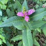 Chelone obliqua ফুল