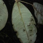 Swartzia guianensis List