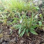 Monsonia angustifolia Owoc