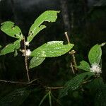 Symplocos cochinchinensis Hoja