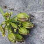 Dethawia splendens Fruit