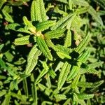 Cistus monspeliensis Leaf