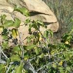 Prunus ilicifolia ഇല