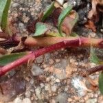 Euphorbia peplis Bark