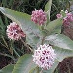 Asclepias speciosa Hoja