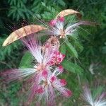 Calliandra brevipes 花