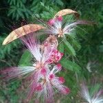 Calliandra brevipes പുഷ്പം