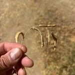 Paspalum dilatatumFleur