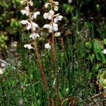 Pyrola rotundifolia Yeri