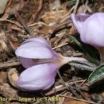 Colchicum triphyllum 花