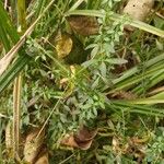 Galium palustre Blatt