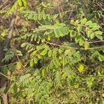 Indigofera tinctoria Folha