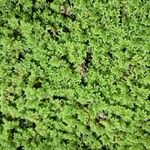 Azolla filiculoides برگ