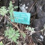 Descurainia millefolia 葉