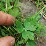 Ranunculus serpens Foglia