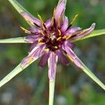 Tragopogon angustifolius Flower