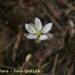 Spergula morisonii Blüte