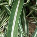 Phalaris arundinacea Leaf