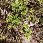 Thymus serpyllum Leaf