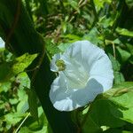 Convolvulus silvaticus 其他