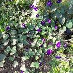 Ipomoea purpurea Συνήθη χαρακτηριστικά