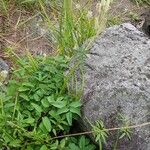 Sanguisorba canadensis Elinympäristö