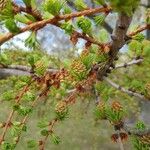 Larix occidentalis Leaf