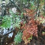 Osmunda regalis Blad