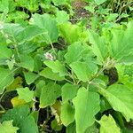 Solanum melongena Blad