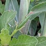 Ruellia tuberosa Froito