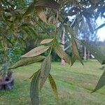 Salix fragilis Levél